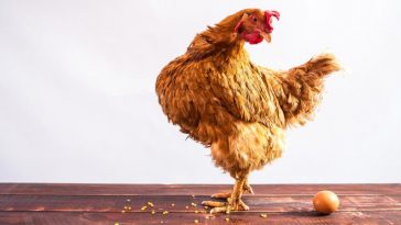 Perdebatan Duluan Ayam Atau Telur Temukan Jawabannya Mana