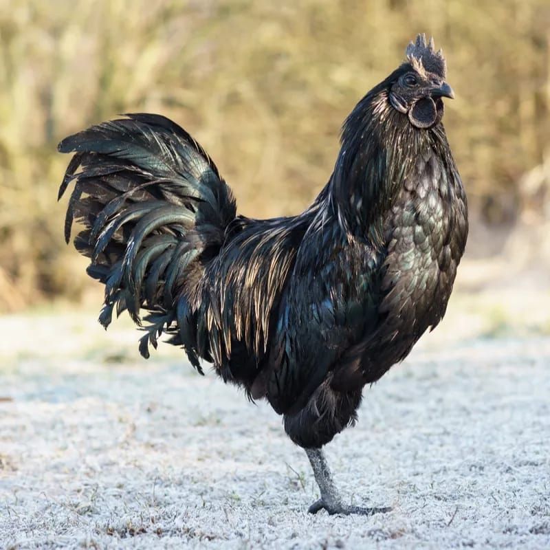 Ini Dia 4 Ayam Termahal di Dunia, Salah Satunya Asal Indonesia