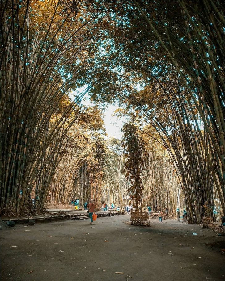 4 Objek Wisata Hutan  Bambu  di Indonesia Ini Tak Kalah Cantik dari 